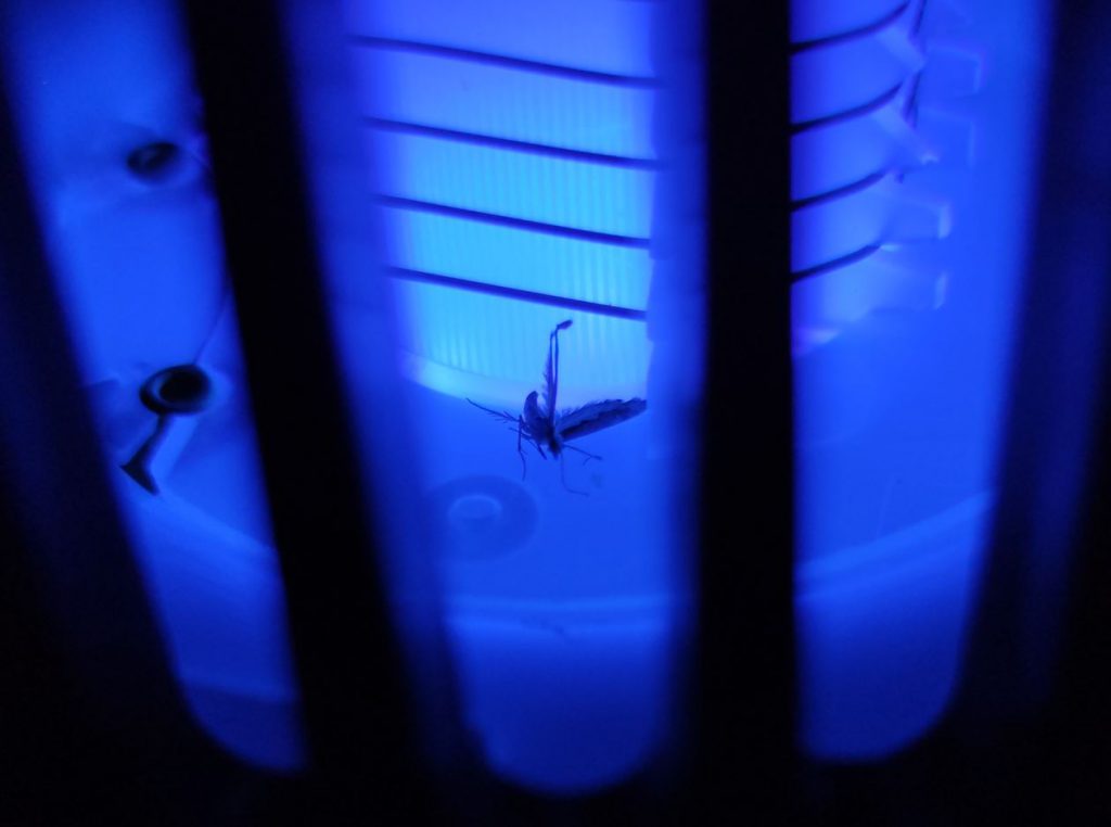 En fångad mygga med UV ljus och elslinga. 